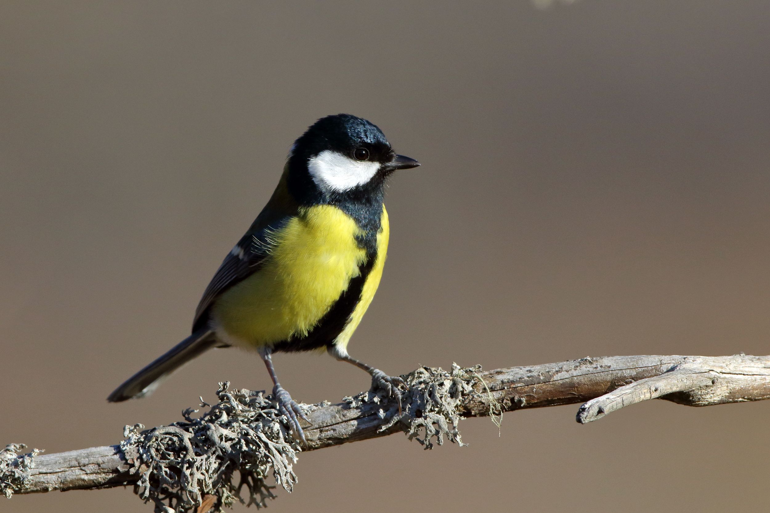 Sie sehen ein Bild von einer Kohlmeise und dem leuchtend gelben Bauch