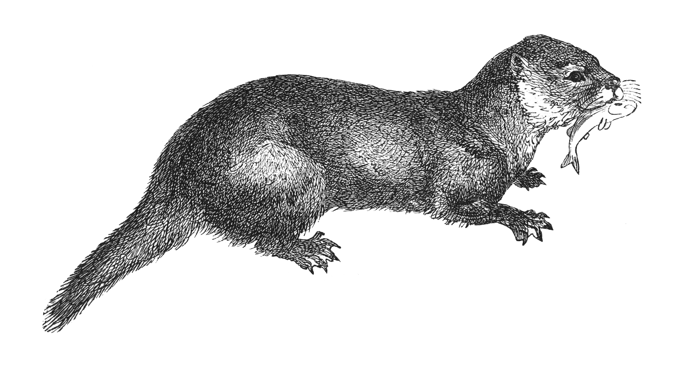 Sie sehen ein Bild mit einem Fischotter - Vintage gravierte Illustration isoliert auf weißem Hintergrund - Eurasischer Fischotter (Lutra lutra) - Foto: © Hein Nouwens -  Stock illustration ID:1369278778