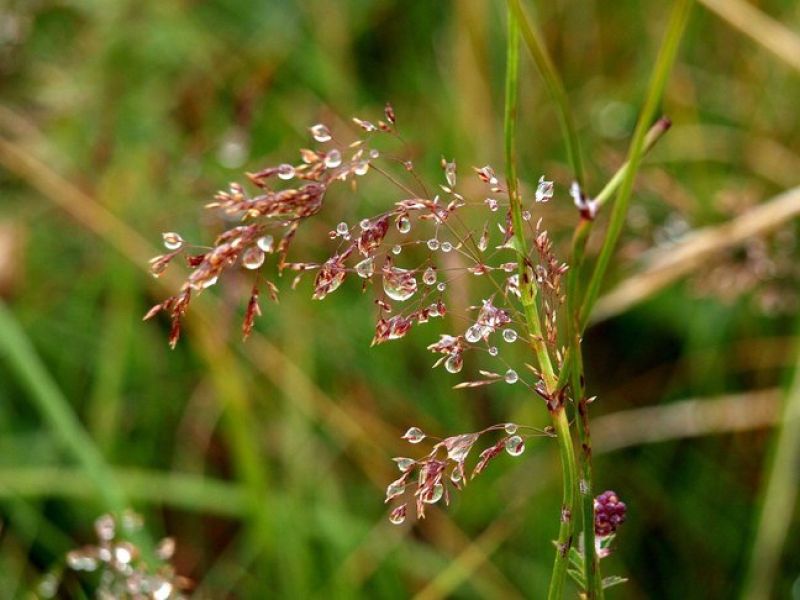 Sie sehen ein Bild mit Zittergras. Die Blüten sind dunkelrot und wachsen auf Rispen.