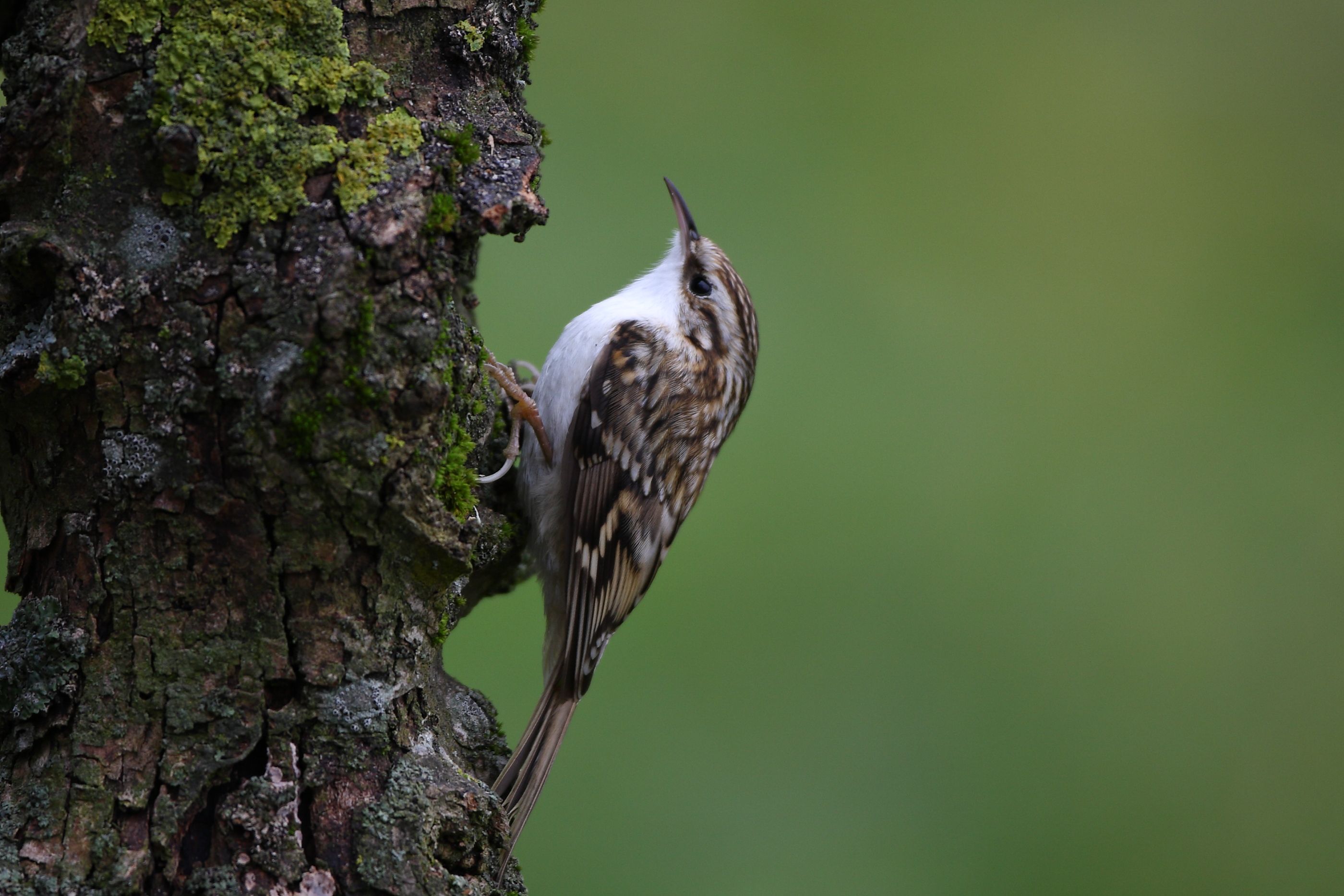 Sie sehen ein Bild mit dem Waldbaumläufer - Sein Gefieder ist braun-grau mit einem helleren Bauch