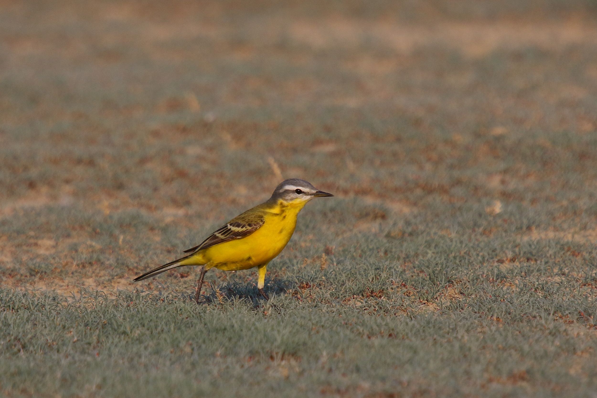 Sie sehen ein Bild mit der Schafstelze - Sie ist bekannt für ihr auffälliges, leuchtend gelbes Gefieder