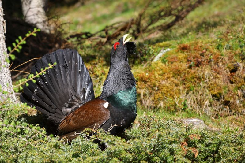 Sie sehen ein Bild mit einem Auerhahn - Foto: © Bernhard Huber