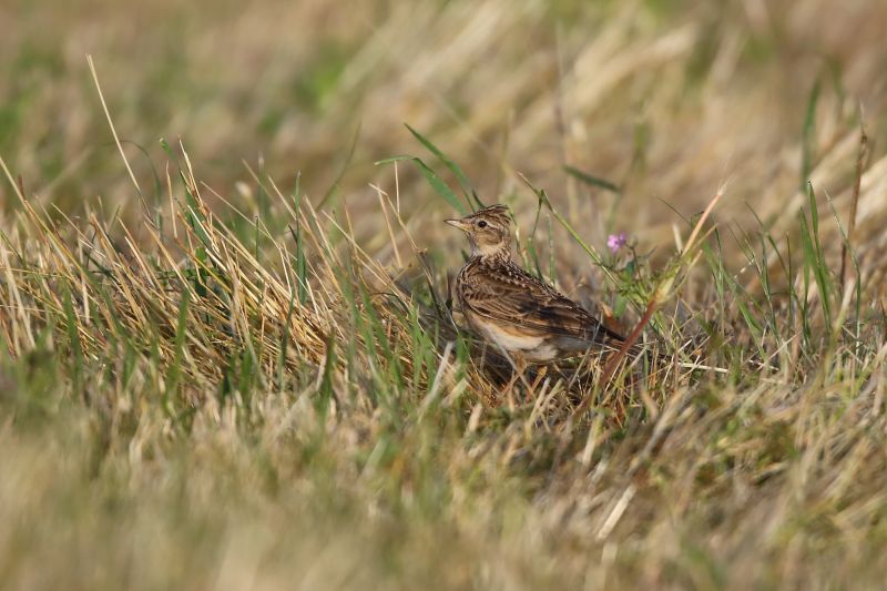 Sie sehen ein Bild mit einer Feldlerche - Foto: © Bernhard Huber