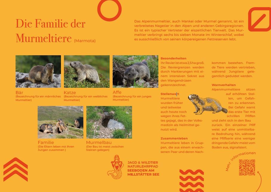 Sie sehen die Tafel mit allen Informationen zu Murmeltieren. Der QR- Code führt vom Lehrpfad auf diese Seite um alle Informationen zu erhalten. 