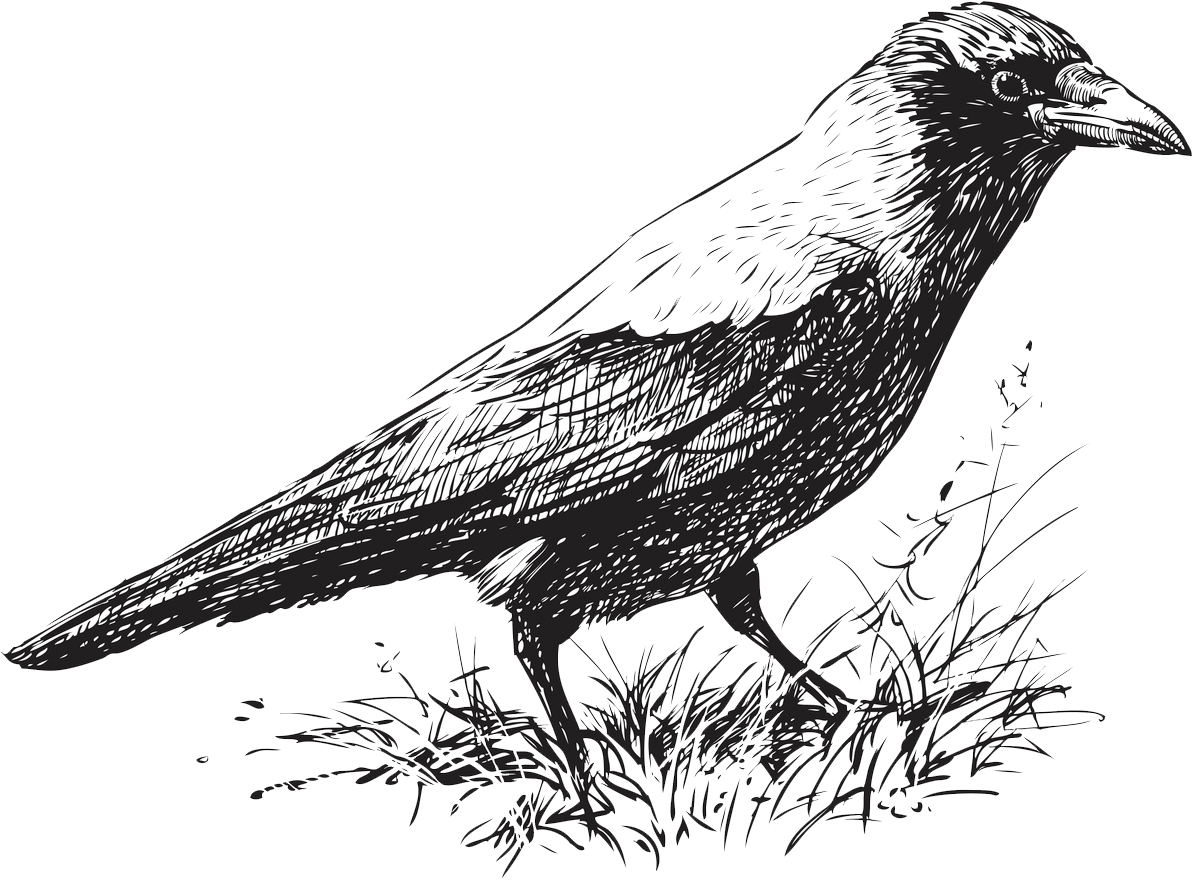 Sie sehen ein Bild mit einem Raben - Das Vektorbild einer laufenden Krähe. - Foto: © asmakar -  Stock-Illustration-ID:156386398