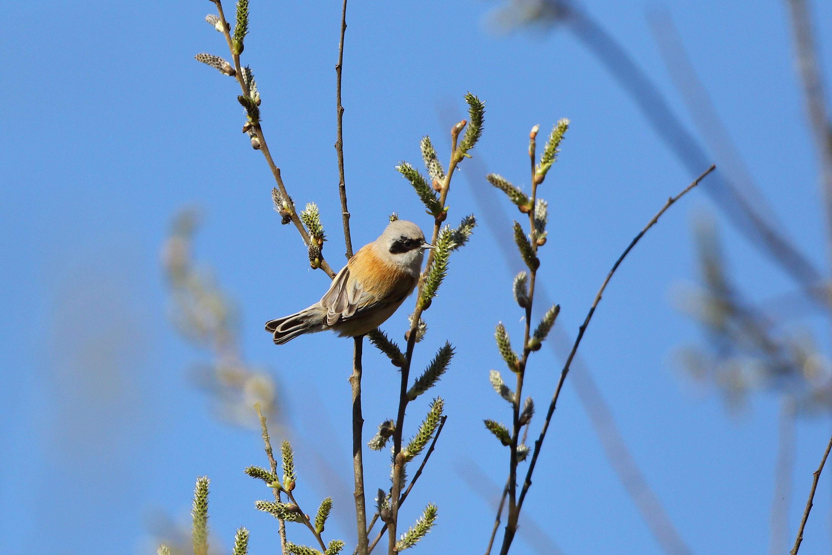 Sie sehen ein Bild mit der Beutelmeise - Ihr Gefieder ist in warmen Braun- und Beigetönen gehalten