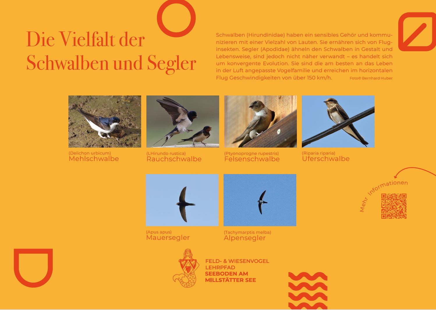 Sie sehen die Tafel mit allen Informationen zu Schwalben und Segler