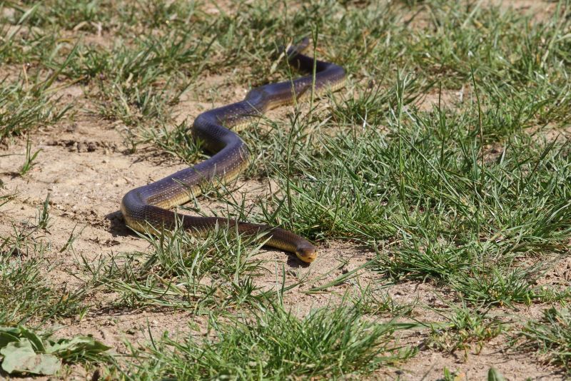 Sie sehen ein Bild mit einer Äskulapnatter -  Foto: © Bernhard Huber