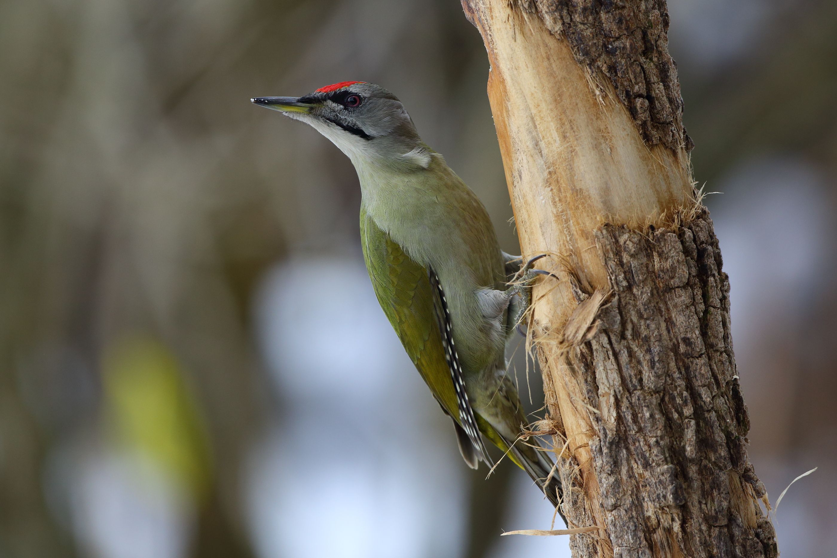 Sie sehen ein Bild mit dem Grauspecht- Besonders auffällig ist der graue Kopf