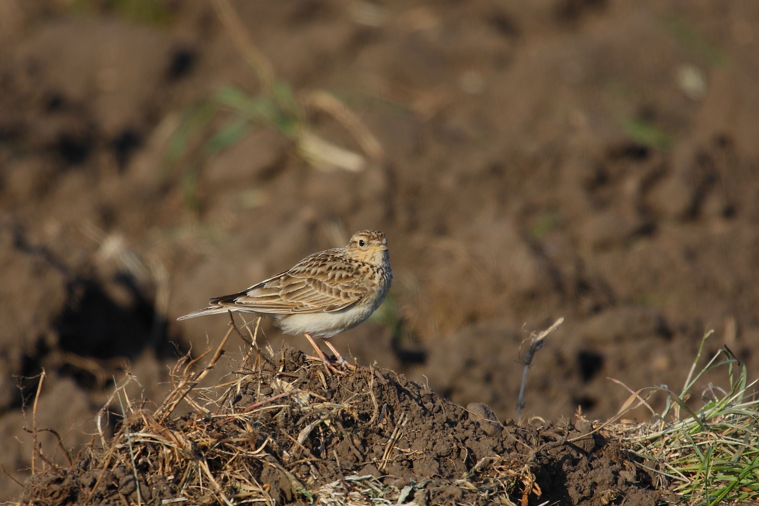 Sie sehen ein Bild mit der Feldlerche Sie hat ein braun gefärbtes Gefieder mit einem charakteristischen, kleinen Haarkamm auf dem Kopf
