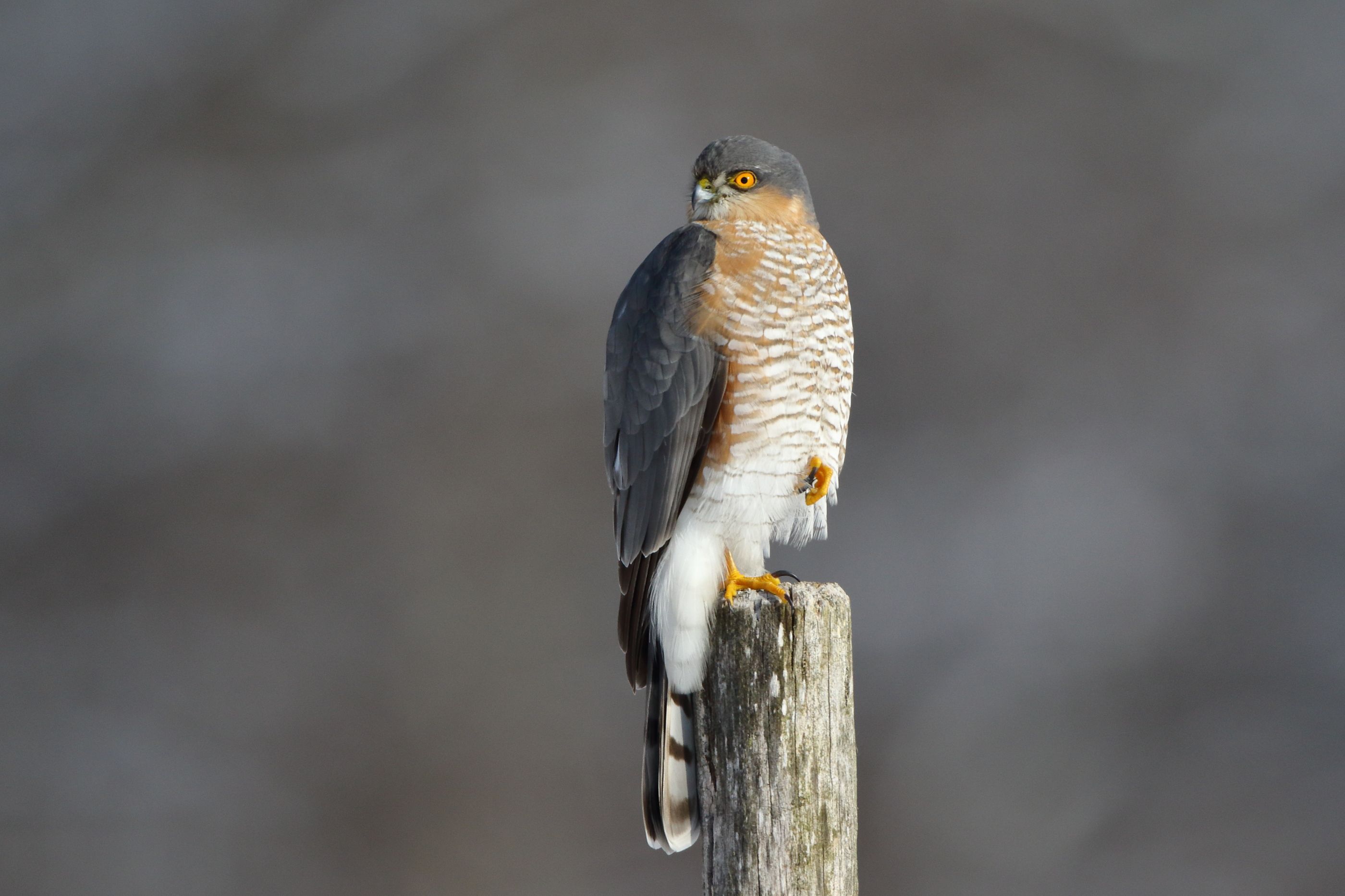 Sie sehen ein Bild mit dem Sperber - Das Gefieder ist meist graubraun