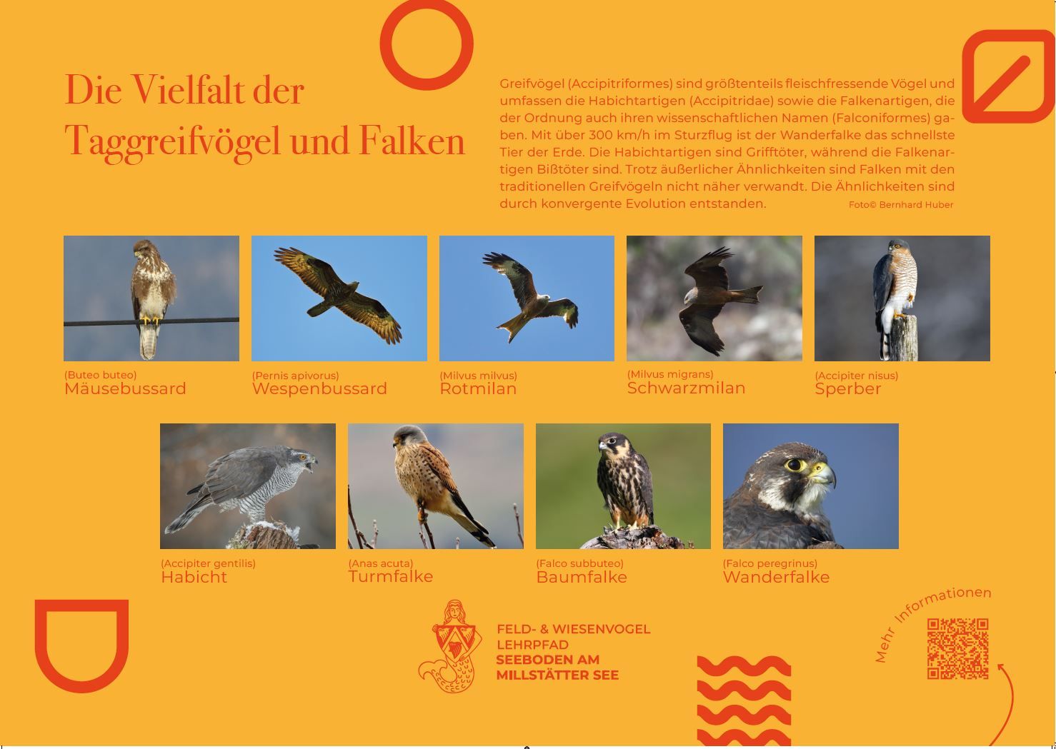 Sie sehen die Tafel mit allen Informationen zu was ist ein Pilz