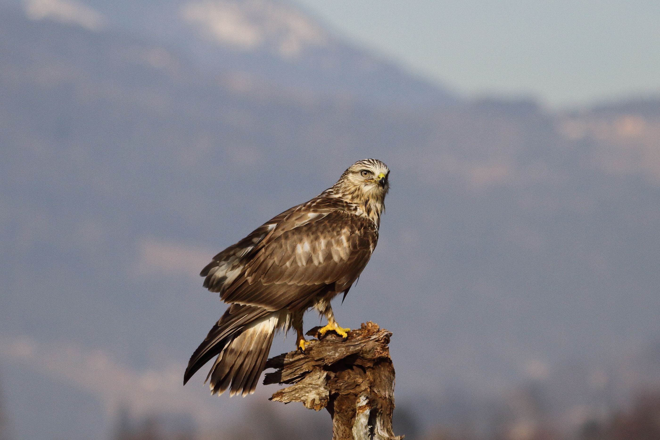 Sie sehen ein Bild mit dem Raufußbussard -  Er ist besonders an seinem auffälligen, weißen Gefieder erkennbar, das sich durch braune Flecken auf Rücken und Flügeln abhebt