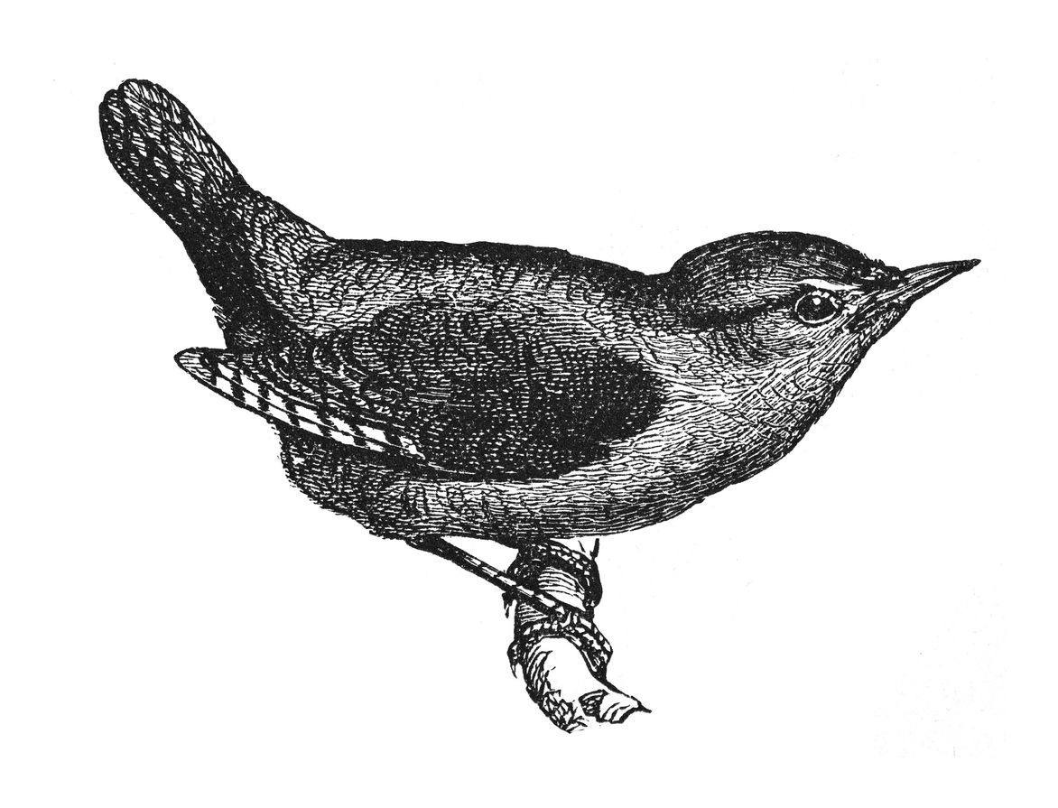 Sie sehen ein Bild mit einem Zaunkönig - Vintage gravierte Illustration isoliert auf weißem Hintergrund - Zaunkönig oder Nordzaunkönig (Troglodytes troglodytes). - Foto: © Hein Nouwens - Stock illustration ID:1964465138