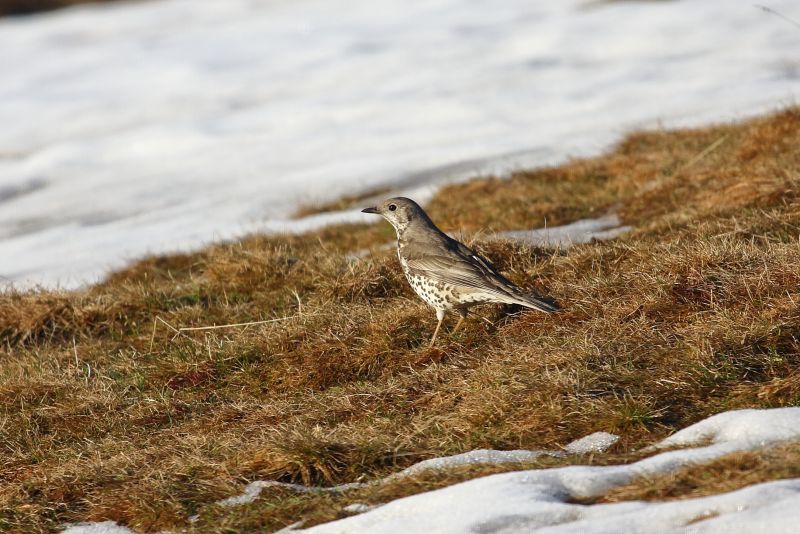 Sie sehen ein Bild mit einer Misteldrossel - Foto: Bernhard Huber