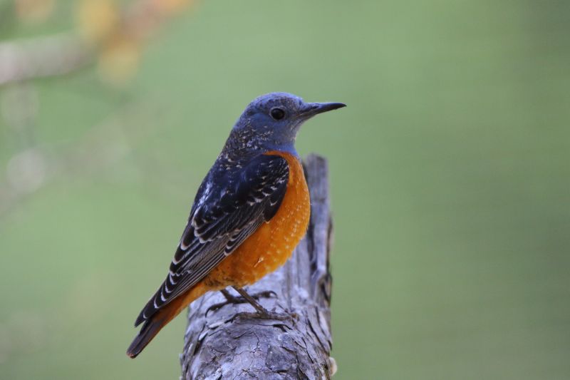 Sie sehen ein Bild von einer Steinrötel - Foto: © Bernhard Huber