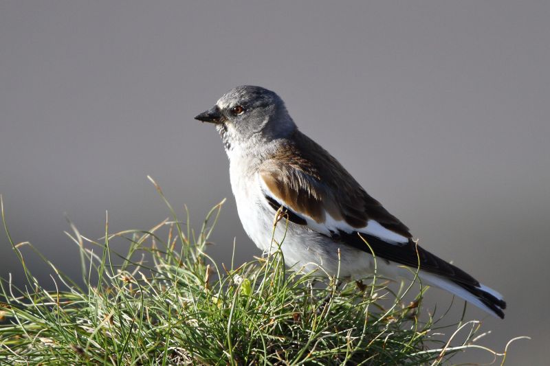Sie sehen ein Bild mit einem Schneesperling - Foto: © Bernhard Huber