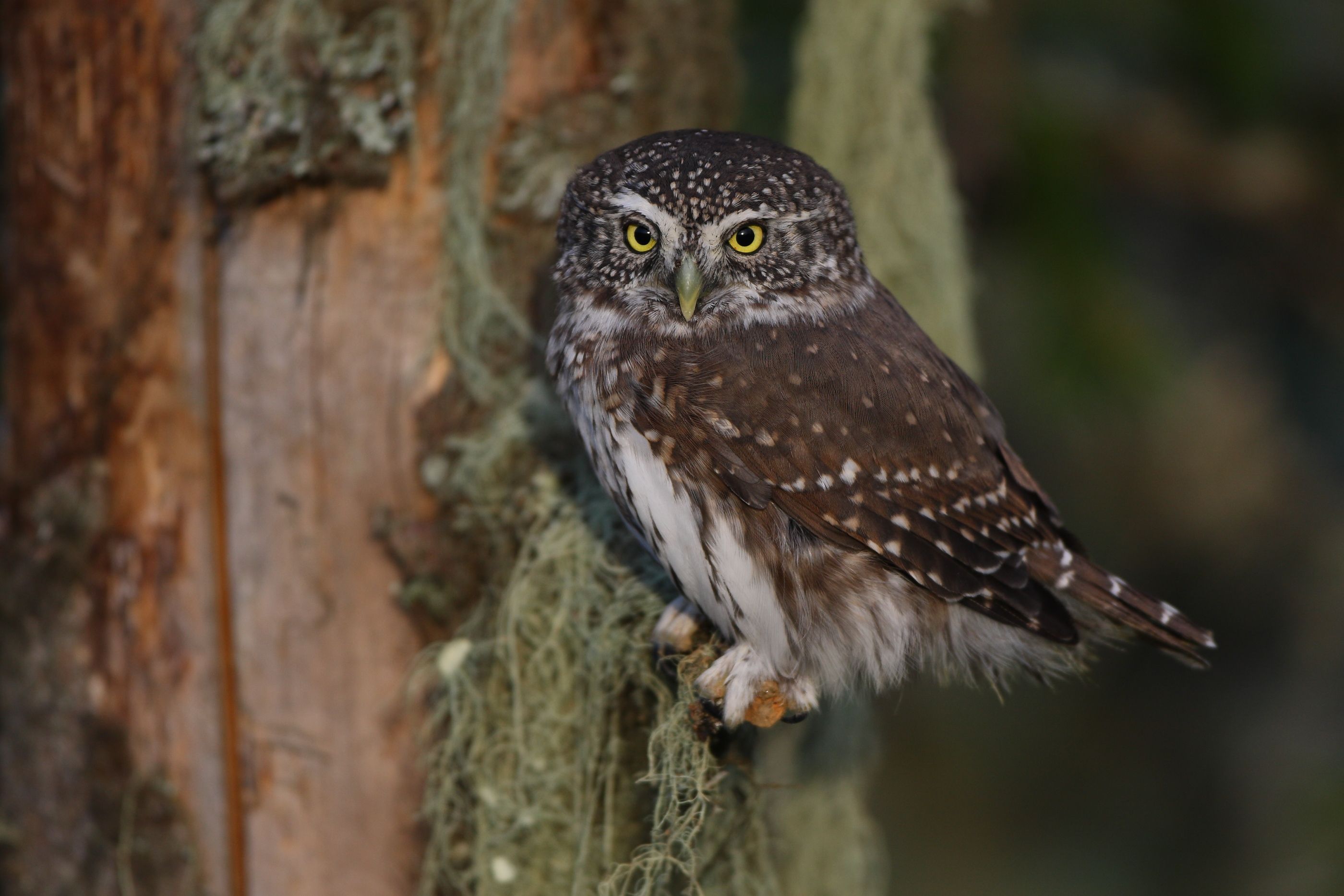 Sie sehen ein Bild mit dem Sperlingskauz-  Ein markantes Merkmal sind seine großen, runden Augen