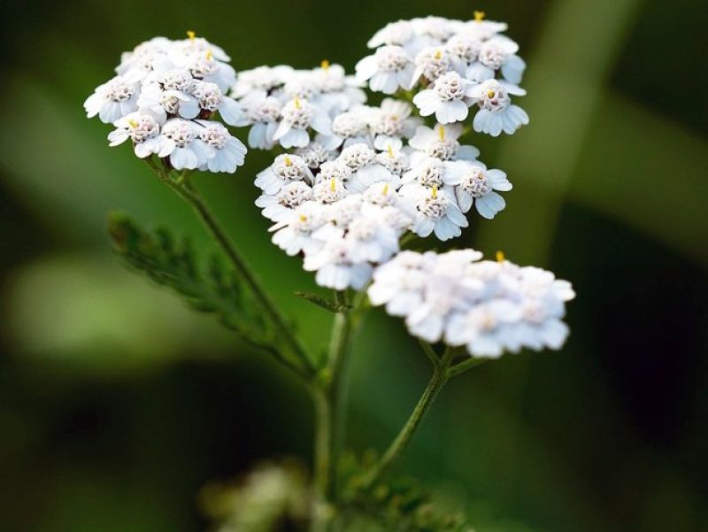 Sie sehen ein Bild einer Schafgarbe - Eine Blume mit weißen kleinen Blütenblättern. 