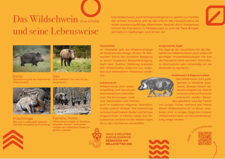 Sie sehen die Tafel mit allen Informationen zu Wildschweinen. Der QR- Code führt vom Lehrpfad auf diese Seite um alle Informationen zu erhalten. 