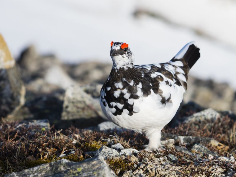 Sie sehen ein Bild mit einem Alpenschneehahn - Alpenschneehuhn Männchen in Japan - Foto: © rockptarmigan - Stock photo ID:1004753284