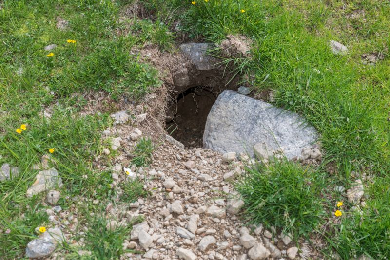 Sie sehen ein Bild mit einem Murmelbau  - Eingang zu einem Murmeltierhaus, Österreich Foto: © StGrafix - Stock photo ID:1030307888