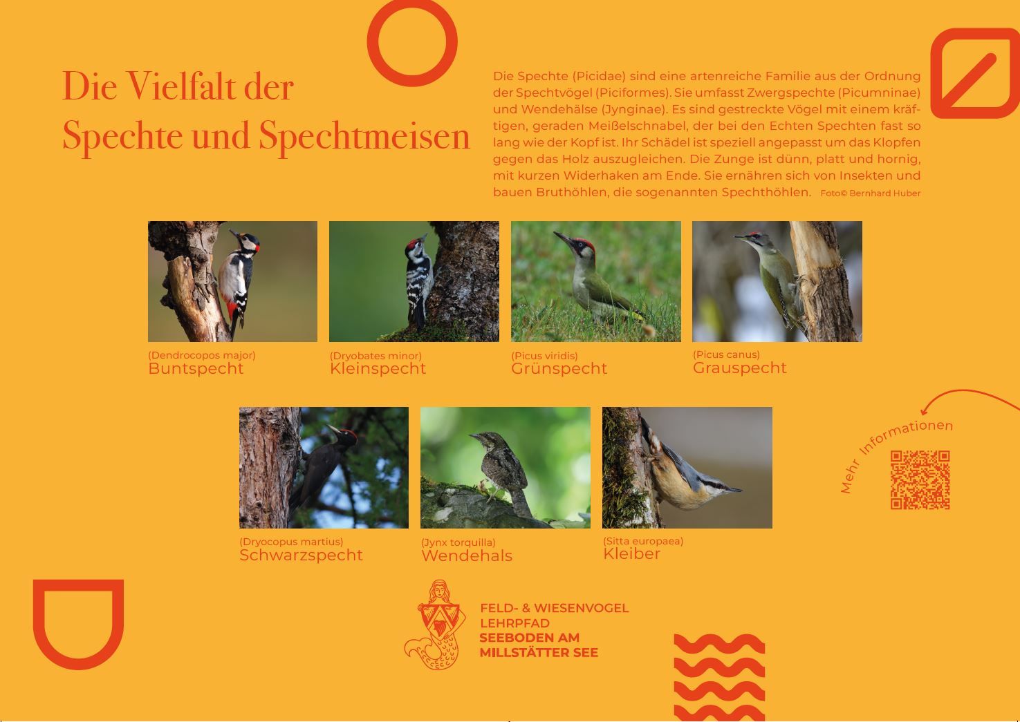 Sie sehen die Tafel mit allen Informationen zu Spechten