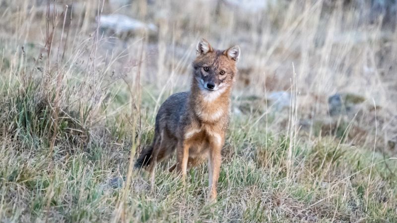 Sie sehen eine Bild mit einem Goldschakal Ein Goldschakal blickt in die Kamera.-  Foto: © Alperen Akdemir - Stock photo ID:1279660682