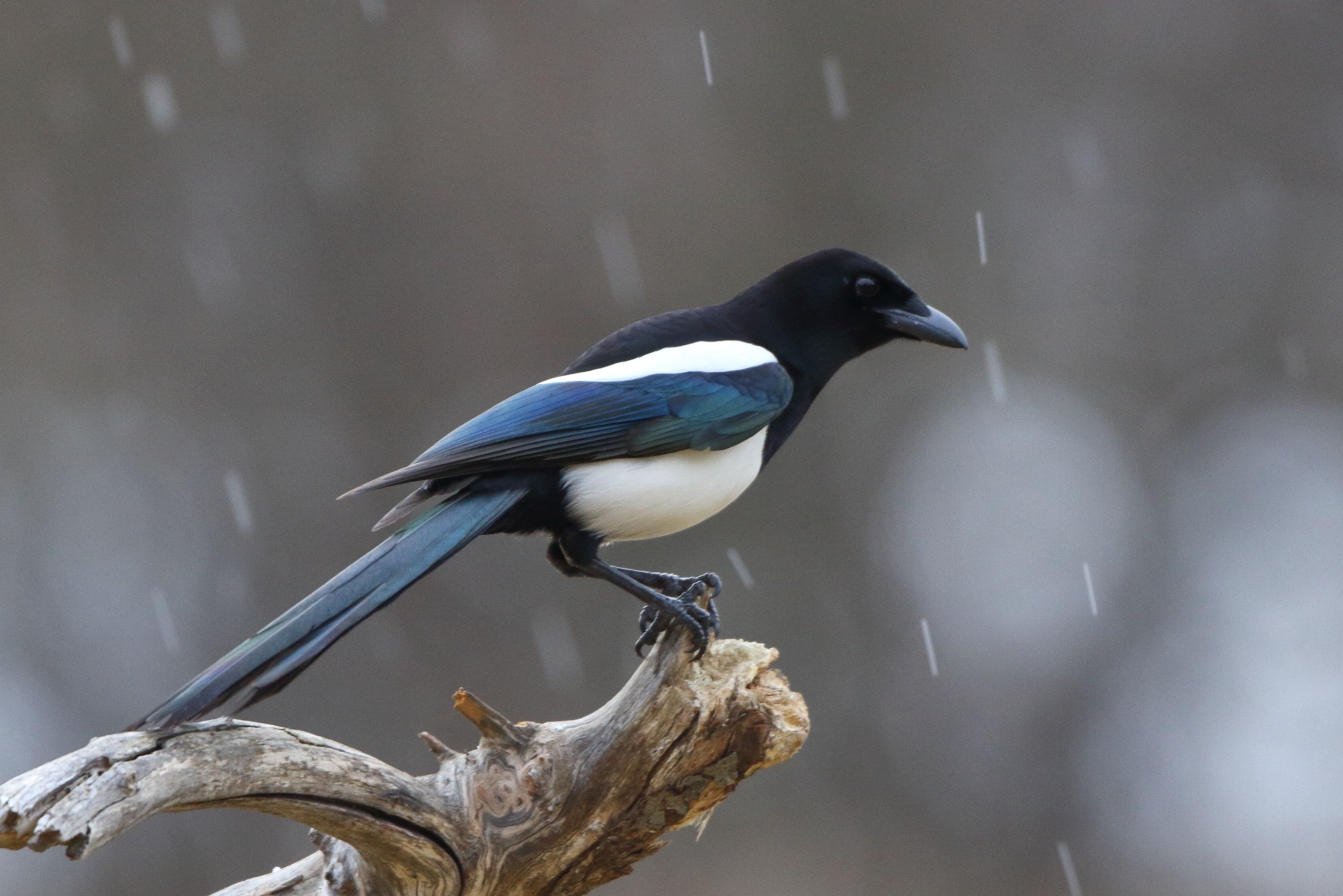 Sie sehen ein Bild mit der Elster- hr Kopf, Rücken und Schwanz sind glänzend schwarz