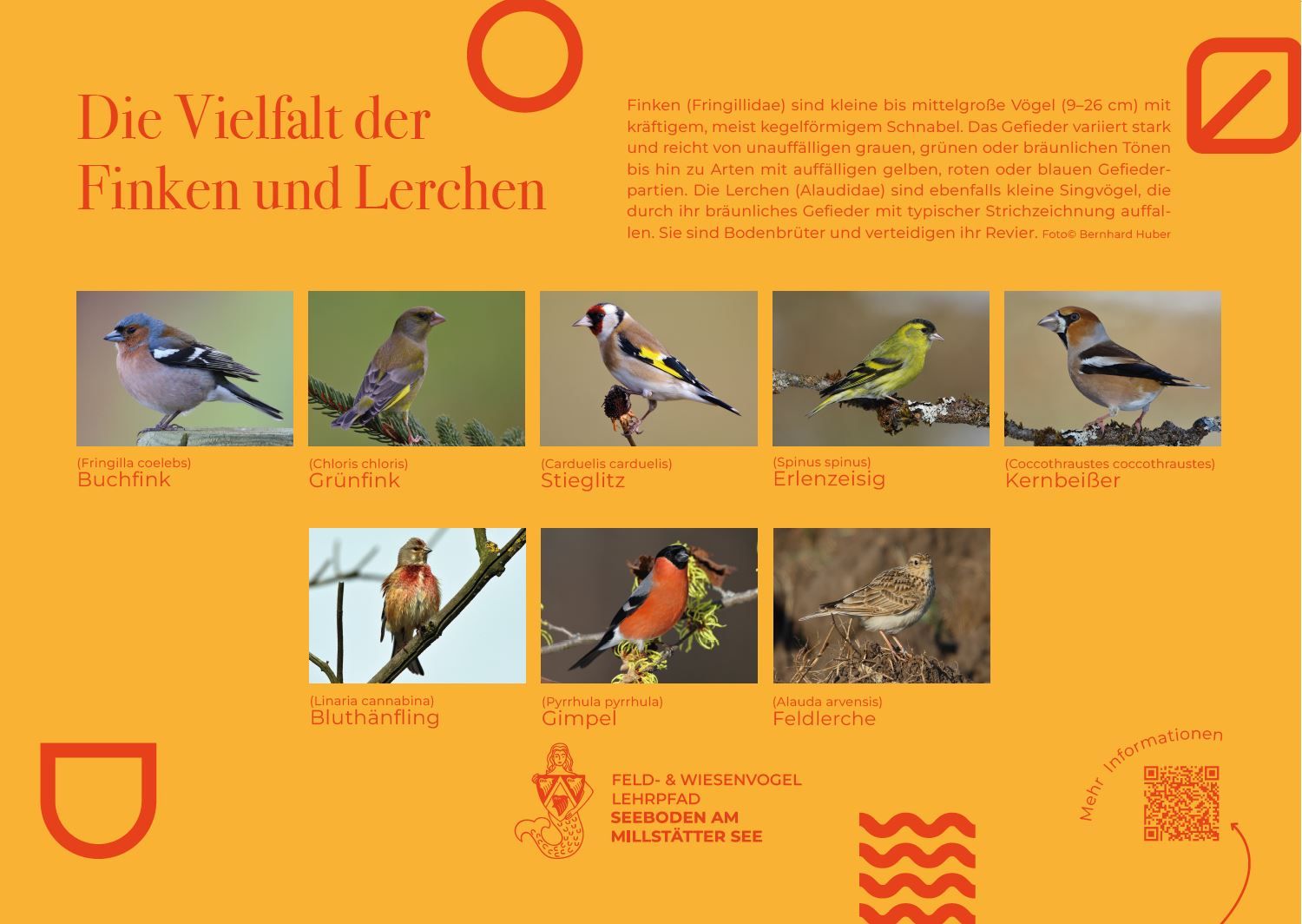 Sie sehen die Tafel mit allen Informationen zu Finken und Lerchen