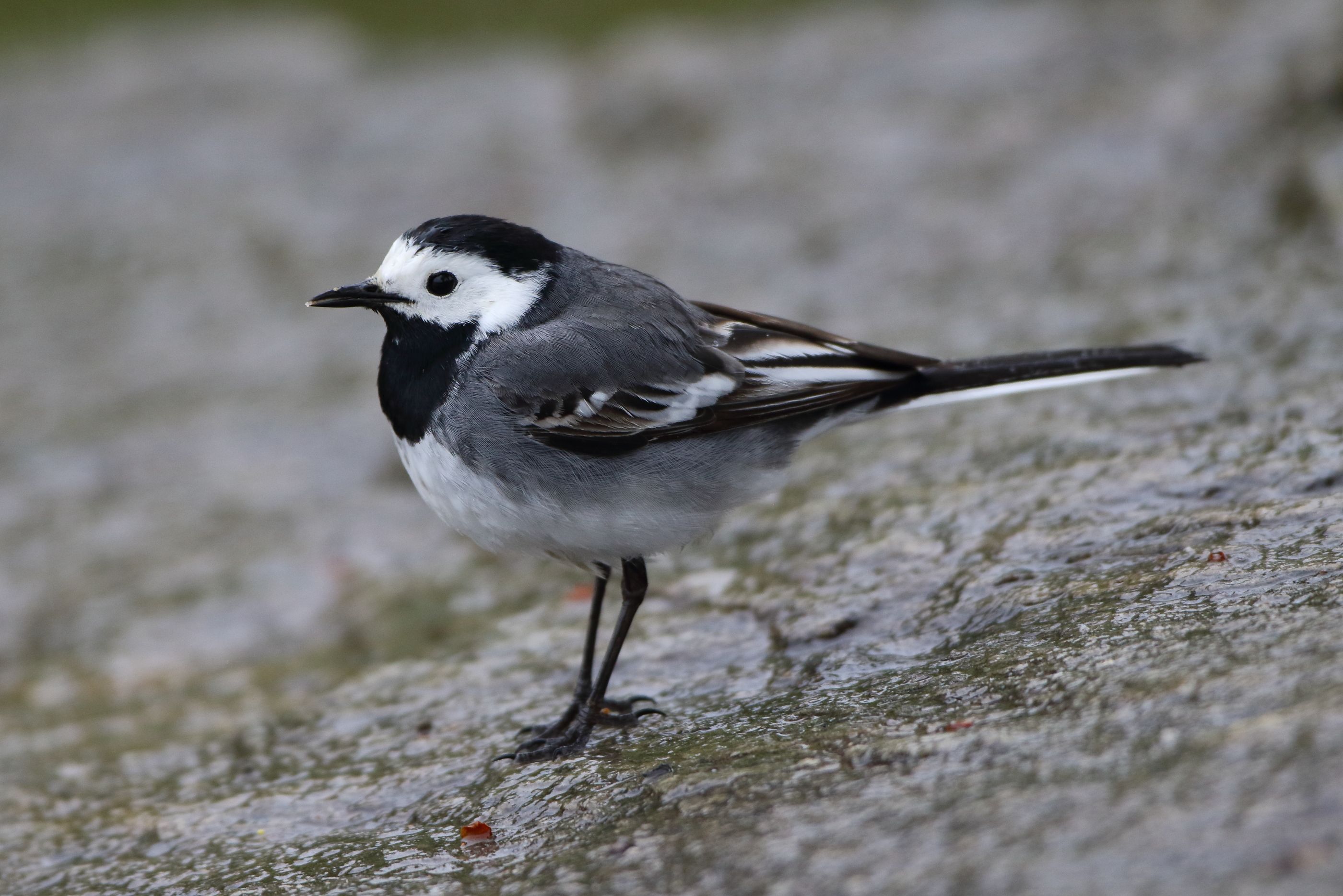 Sie sehen ein Bild mit der Bachstelze - Ihr Gefieder ist in markanten schwarz-weiß