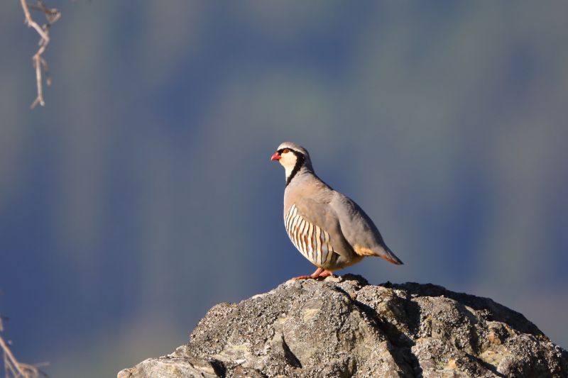 Sie sehen ein Bild mit einem Steinhuhn -  Foto: © Bernhard Huber