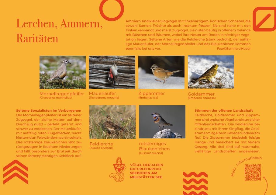 Sie sehen die Tafel mit allen Informationen. Der QR- Code führt vom Lehrpfad auf diese Seite um alle Informationen zu erhalten. 