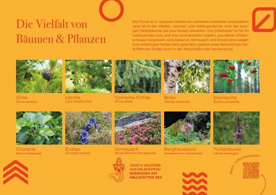 Sie sehen die Tafel mit allen Informationen zu Bäumen & Pflanzen. Der QR- Code führt vom Lehrpfad auf diese Seite um alle Informationen zu erhalten. 