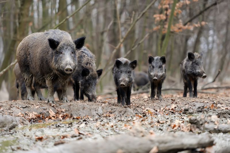 Sie sehen ein Bild von einer Rottel.Wildschwein im herbstlichen Wald stockfoto Foto: © Byrdyak – Stock photo ID:459915319