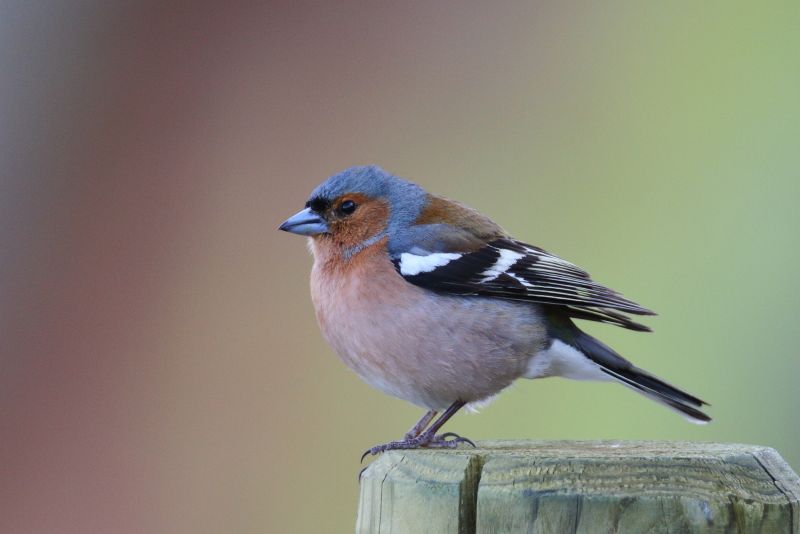 Sie sehen eine Bild mit einem Buchfink- Foto: © Bernhard Huber