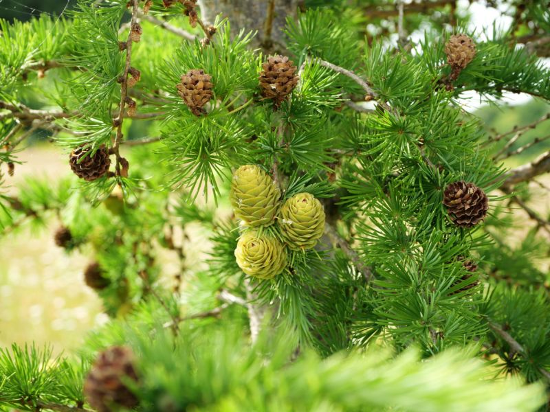 Sie sehen eine Bild mit einer Lärche - Frische Lärchenzapfen, einige noch weiß, zeigen die natürliche Schönheit und die komplexen Details des Waldes in einem schönen Motiv - Foto: © Frank Nagel - Stock photo ID:2159551446