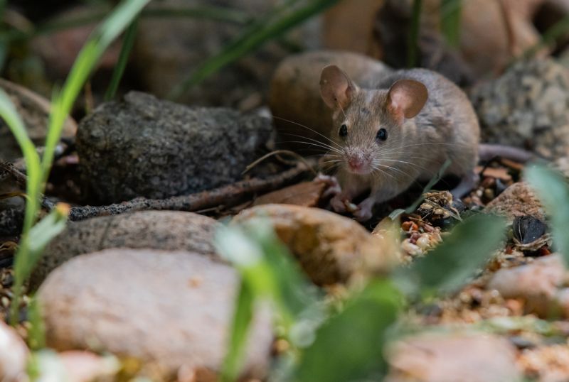 Sie sehen ein Bild mit einer Hausmaus- Eine entzückende Hausmaus, die auf der Suche nach weggeworfenem Vogelfutter ist - Foto: © Kerry Hargrove - Stock photo ID:1183387420