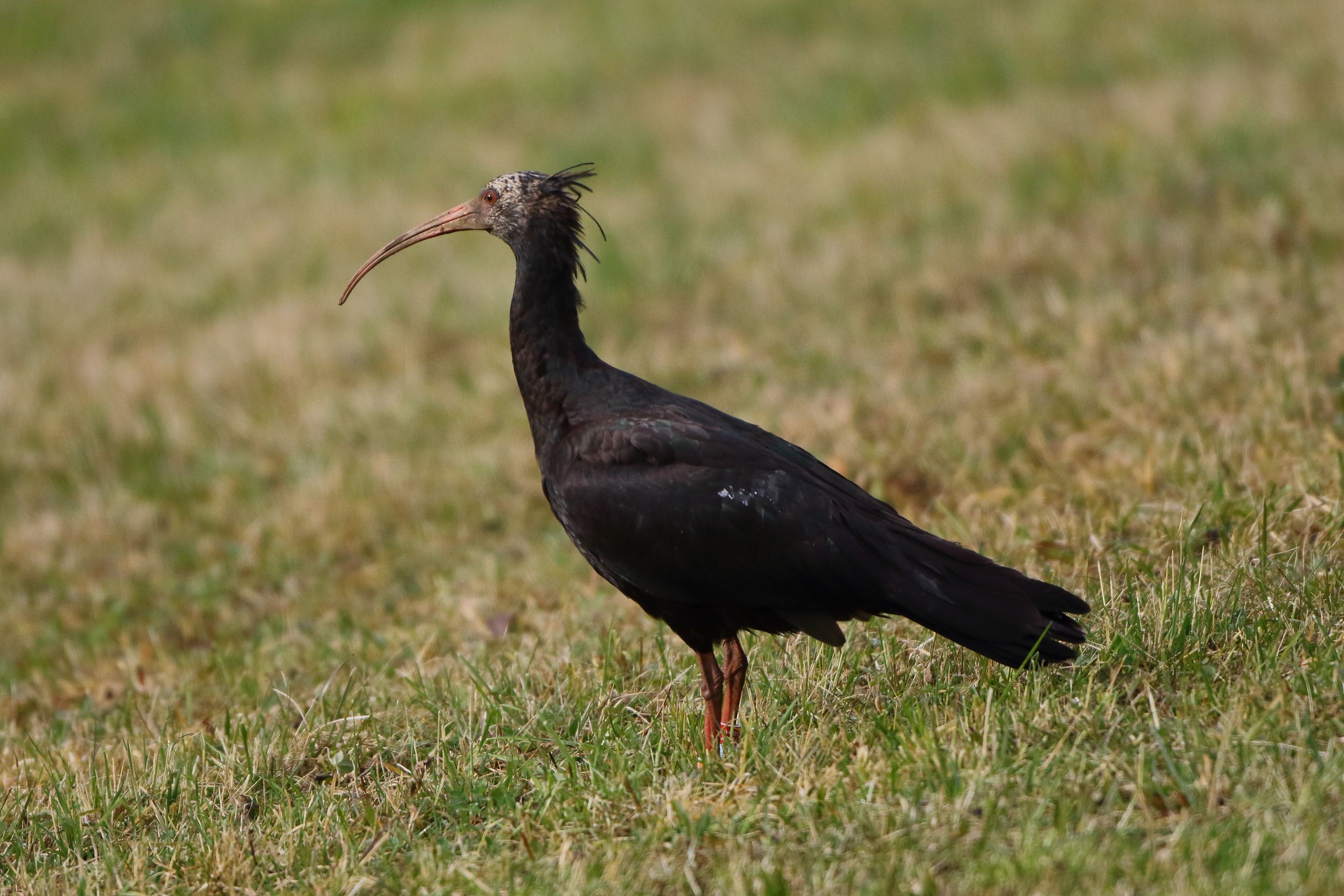 Sie sehen ein Bild mit dem Waldrapp - Er zeichnet sich durch sein auffälliges, schwarzes Gefieder und den langen, leicht gebogenen Schnabel aus