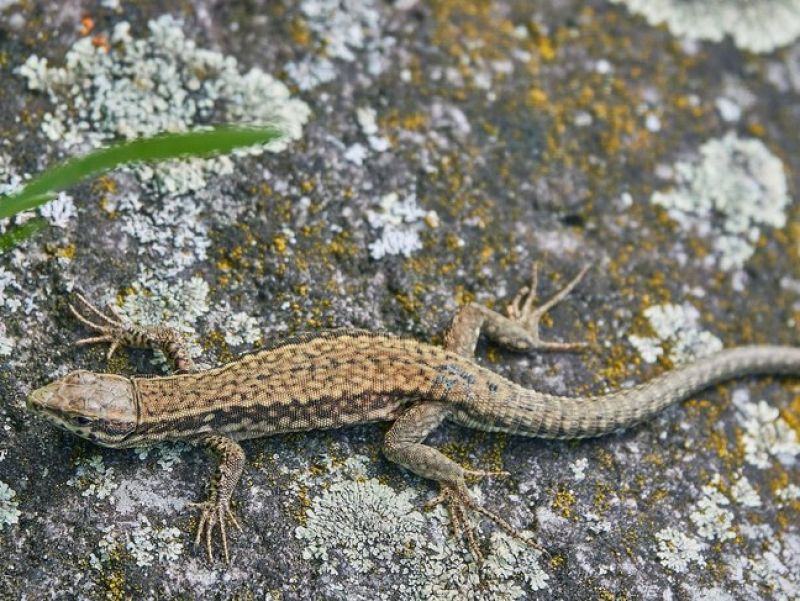 Sie sehen ein bild der Mauereidechse - Das Tier ist in Braun getiegert und sitzt auf einem Stein. 