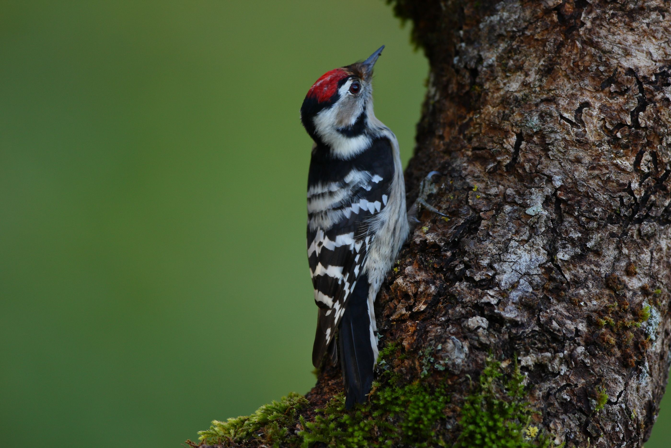 Sie sehen ein Bild mit einem Kleinspecht- Sein Oberkörper ist überwiegend schwarz-weiß gefärbt