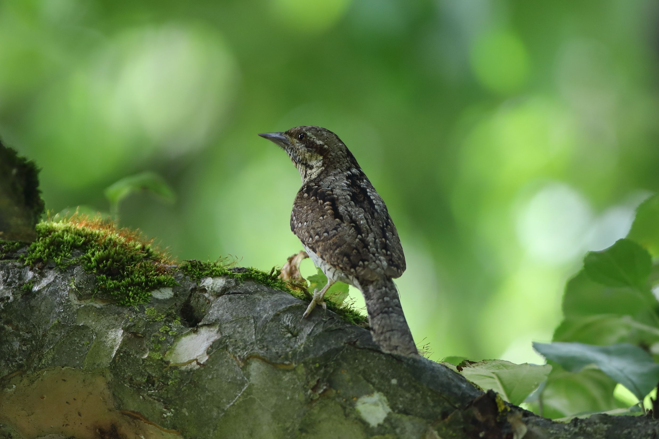Sie sehen ein Bild mit dem Wendehals- Sein Gefieder ist unscheinbar, vor allem braun und grau