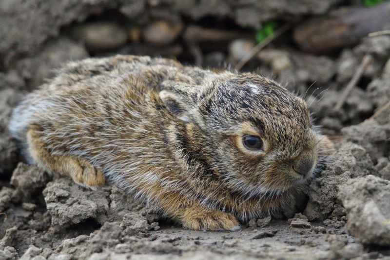 Sie sehen ein Bild mit einem Junghasen - - Foto: © Bernhard Huber