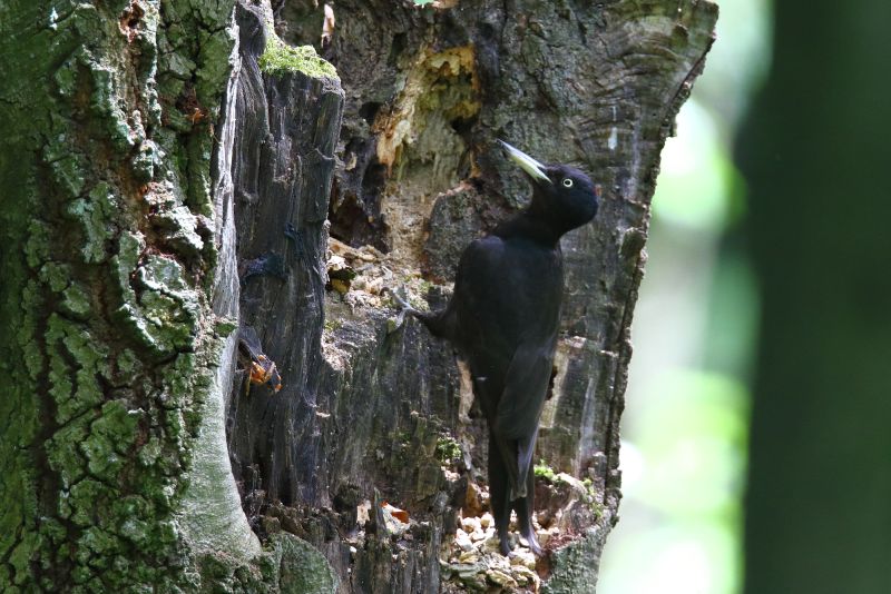 Sie sehen ein Bild mit einem Schwarzspecht - Foto: © Bernhard Huber