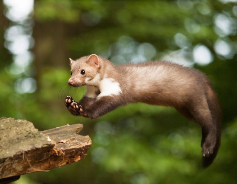 Sie sehen eine Bild mit einem Steinmarder - Martes foina - Steinmarder springt zum Baumstumpf im Wald -  Foto: © scigelova - Stock photo ID:923686506