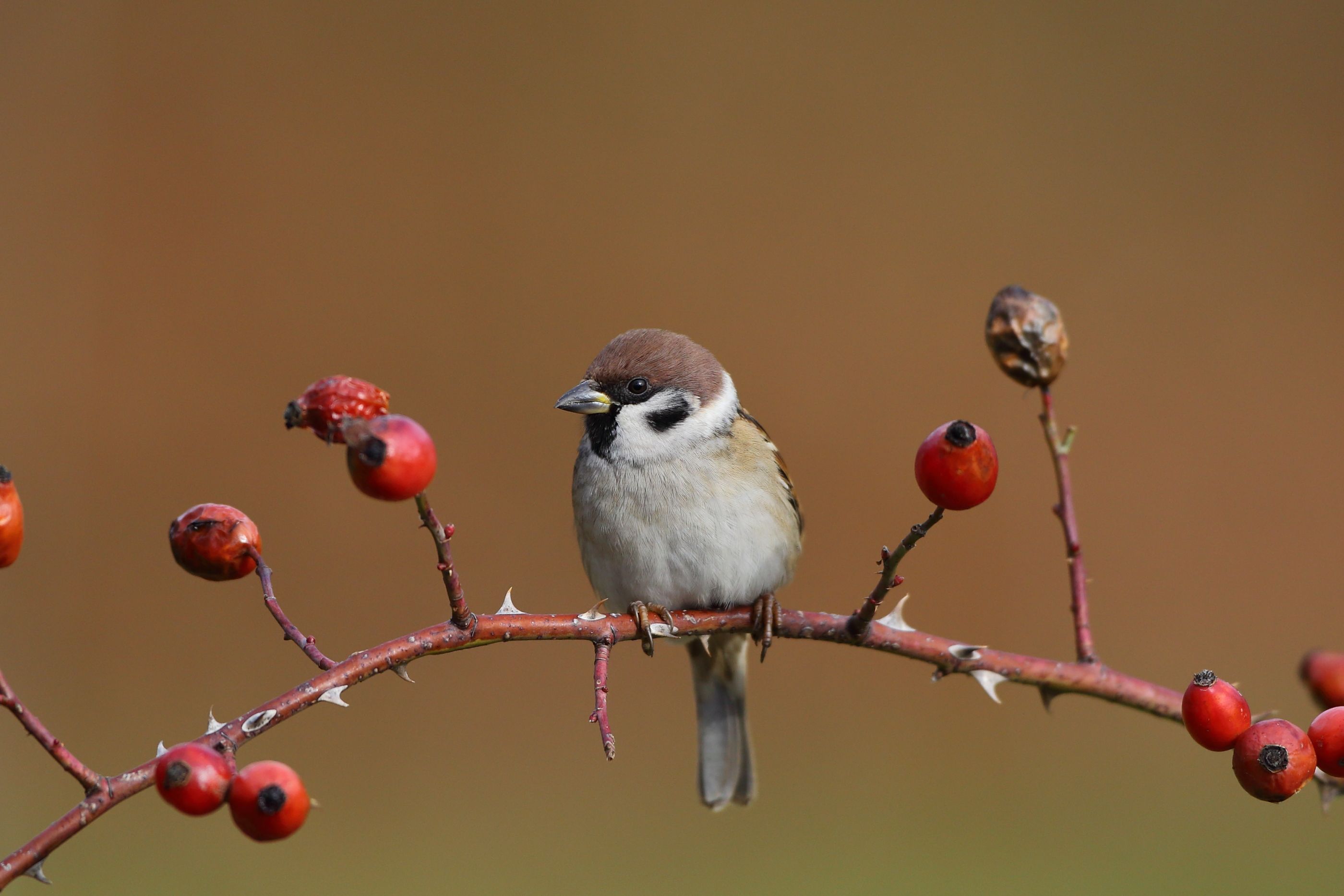 Sie sehen ein Bild mit dem Feldsperling mit baunem Gefieder, grauen Kopf und einer schwarzen Fleckzeichnung auf der Wange.