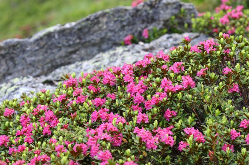 Sie sehen ein Bild von einem Almrausch - Foto: © Bernhard Huber