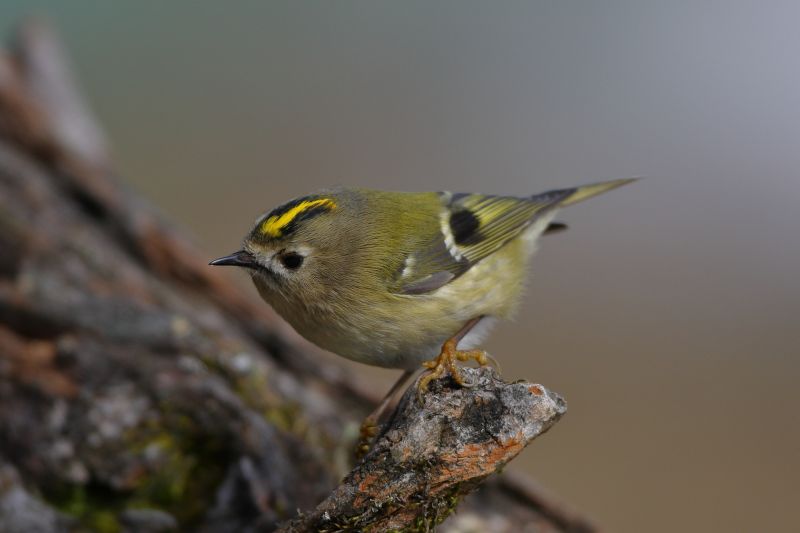 Sie sehen ein Bild von einem Wintergoldhähnchen - Foto: © Bernhard Huber