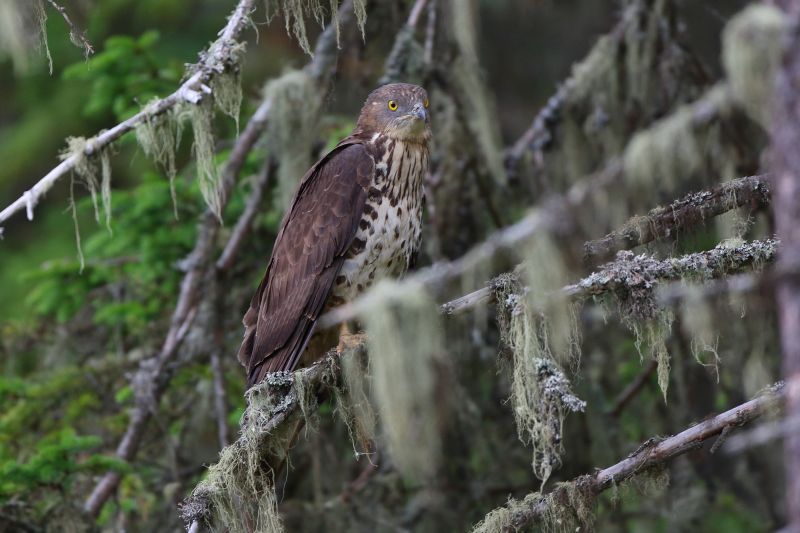 Sie sehen ein Bild von einem Wespenbussard -  Foto: © Bernhard Huber