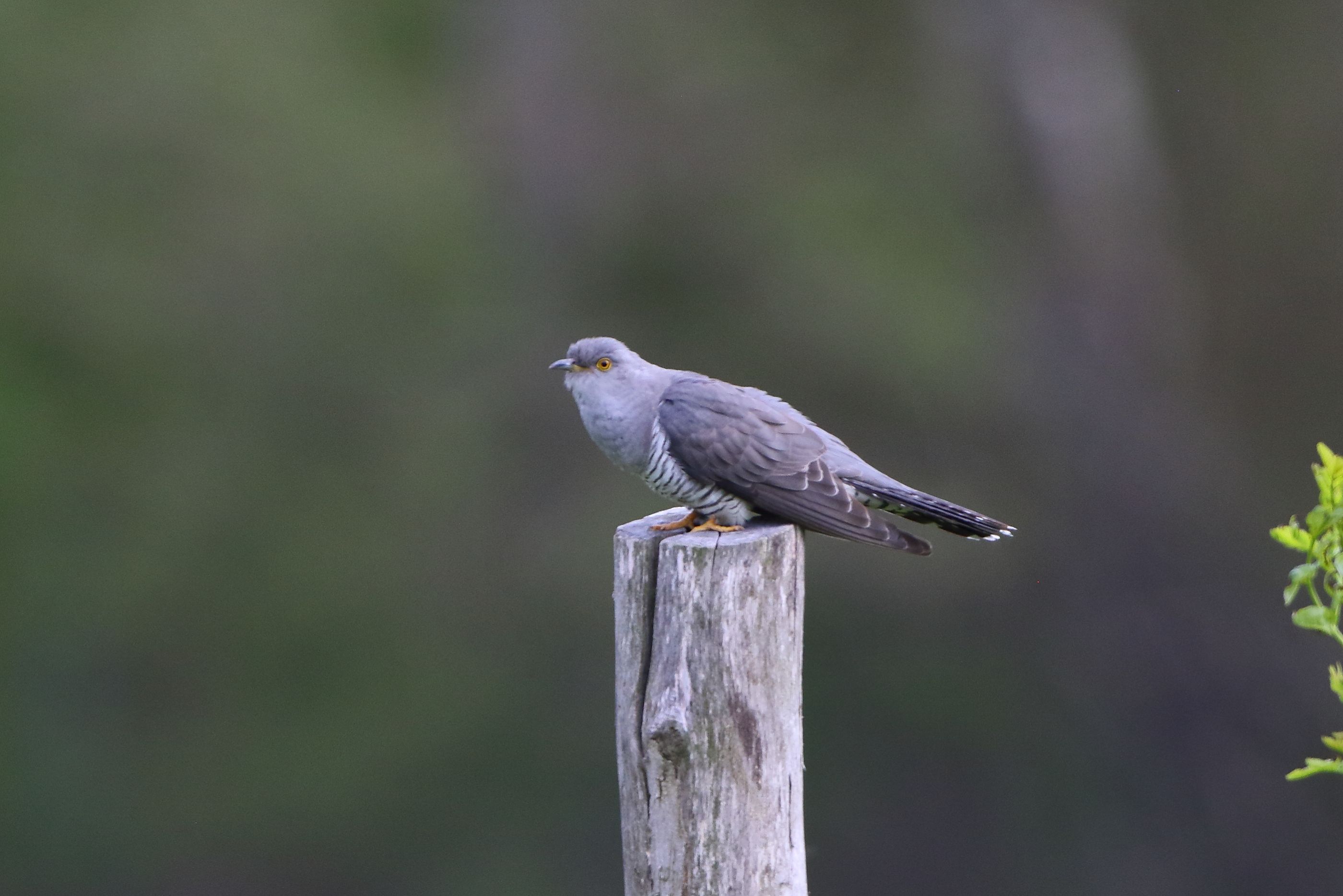 Sie sehen ein Bild mit einem Kuckuck - er hat ein graues, braunes Gefieder und weiße Flecken auf der Brust